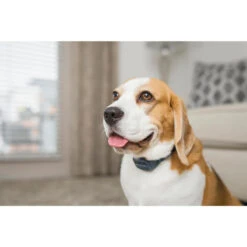 PetSafe ANTI ABOIEMENT SONORE RECHARGEABLE -Magasin De Plein Air anti aboiement sonore rechargeable 6