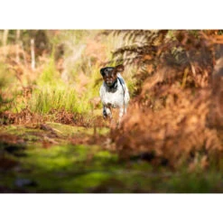 PACK COLLIER + TÉLÉCOMMANDE DE DRESSAGE POUR CHIEN NUM'AXES CANICOM 1500 -Magasin De Plein Air pack collier telecommande de dressage pour chien numaxes canicom 1500 3